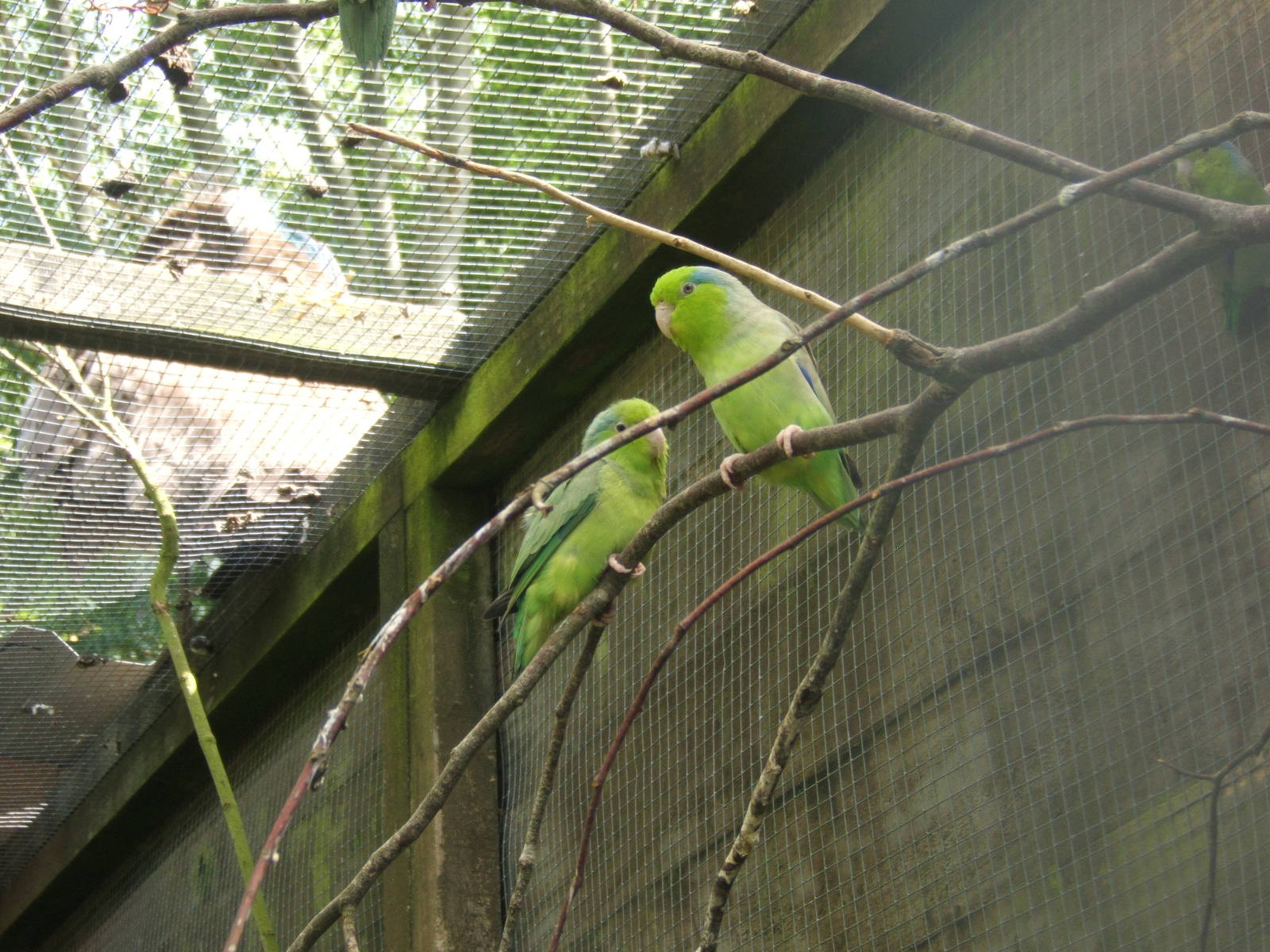 Pacific Parrotlet