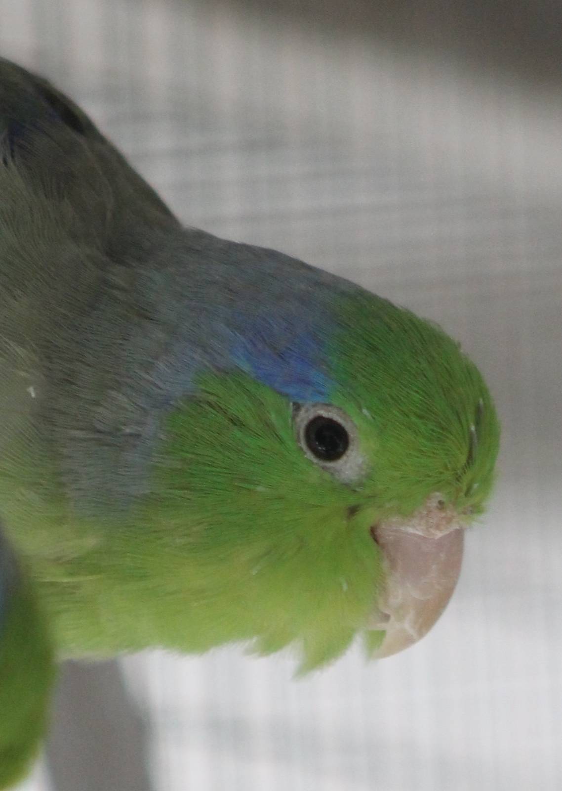 Pacific parrotlet