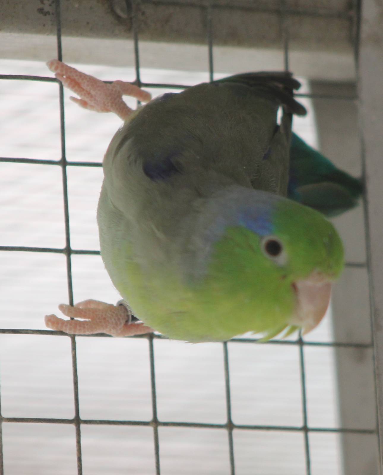 Pacific parrotlet