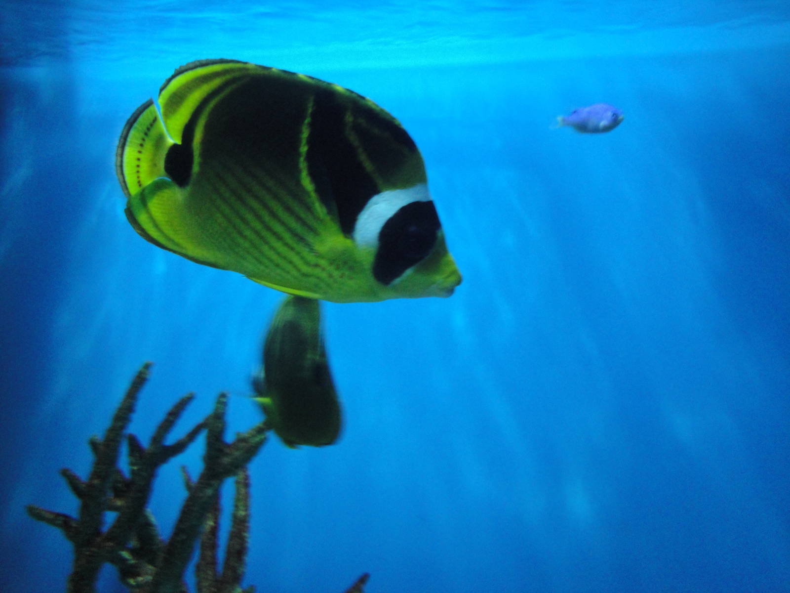 Pacific Patch Reef - Butterfly Fish