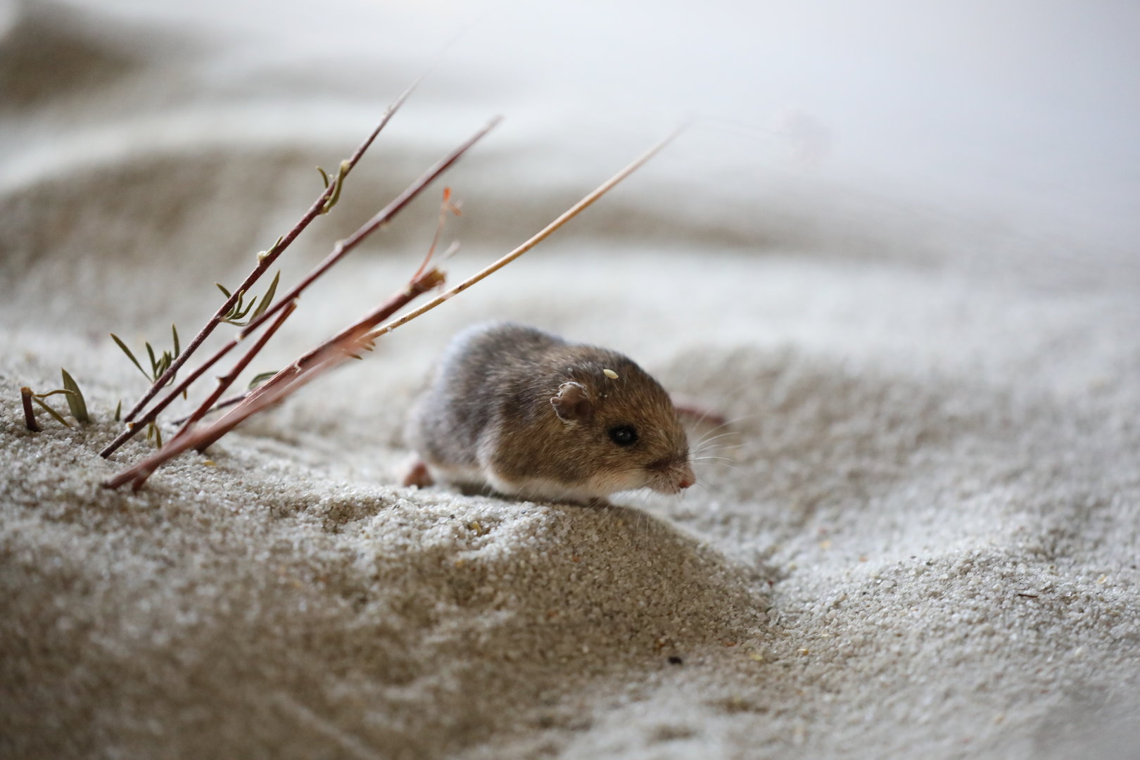 Pacific Pocket Mouse (Perognathus longimembris pacificus)