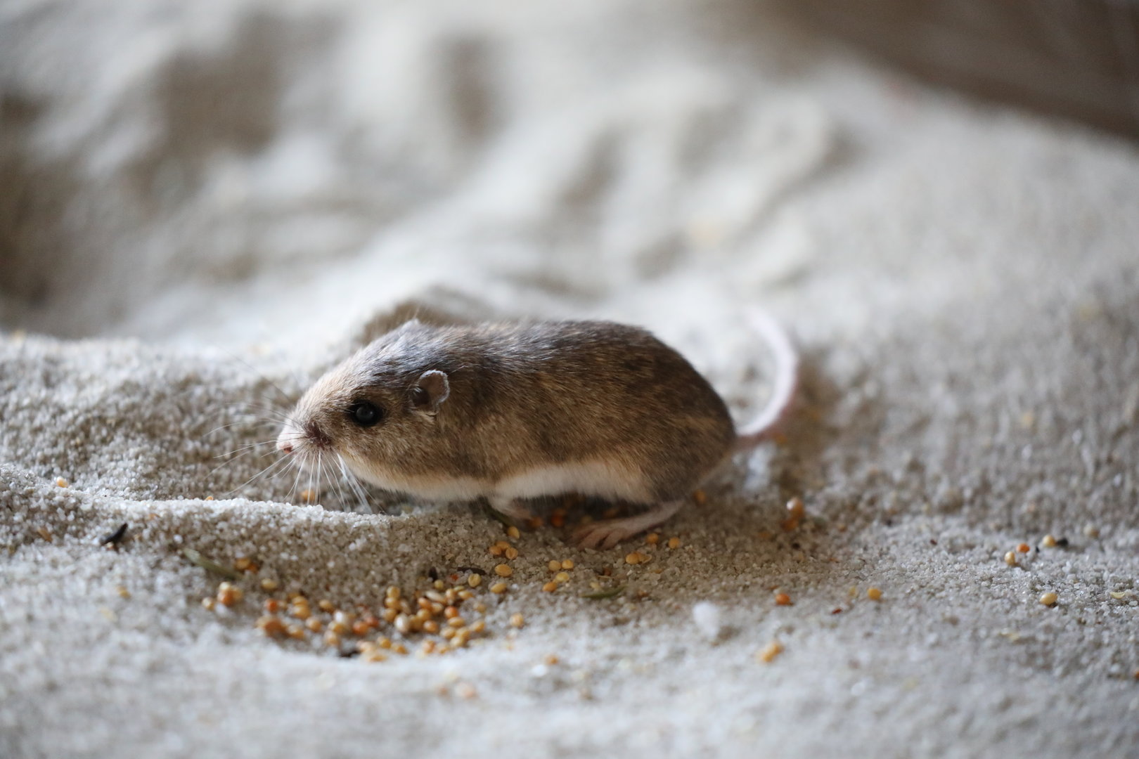 Pacific Pocket Mouse (Perognathus longimembris pacificus)