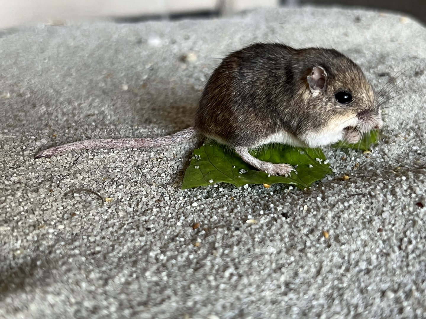 Pacific Pocket Mouse (Perognathus longimembris pacificus)