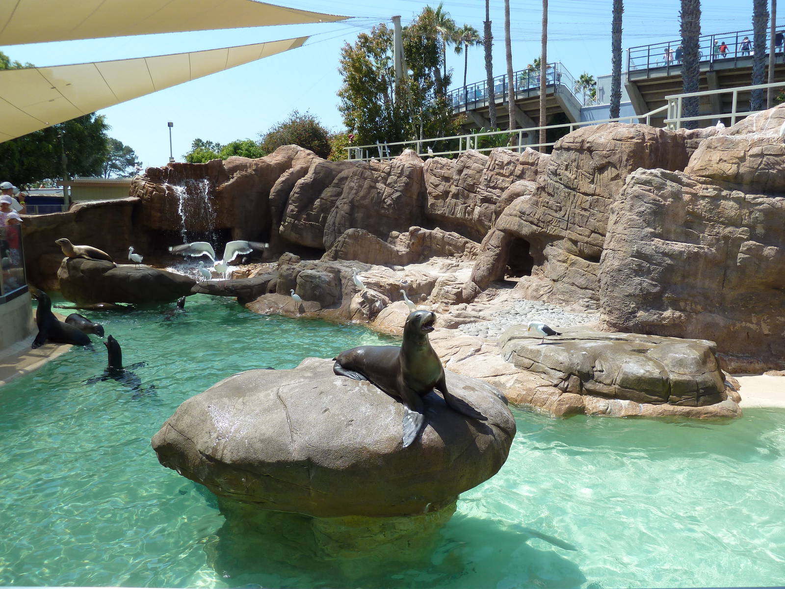 Pacific Point - California Sea Lion Exhibit