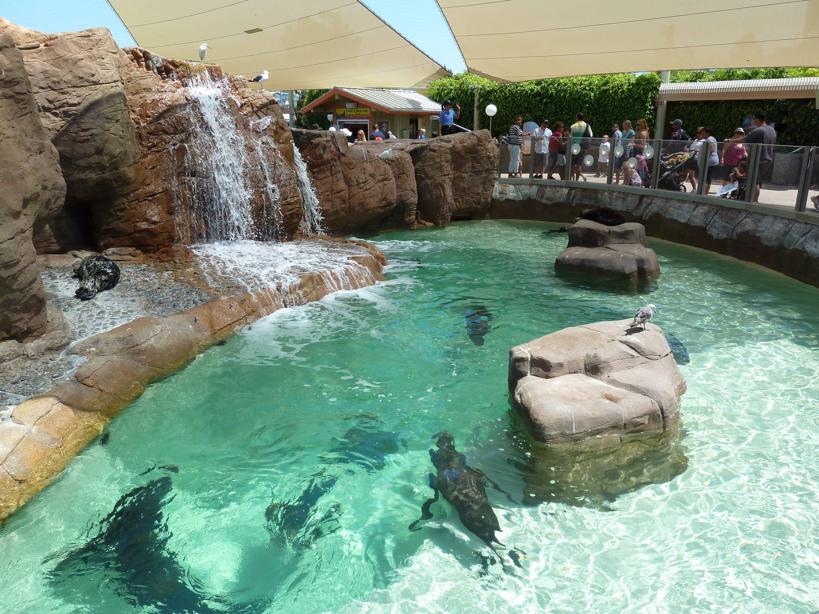 Pacific Point - California Sea Lion/Harbor Seal Exhibit