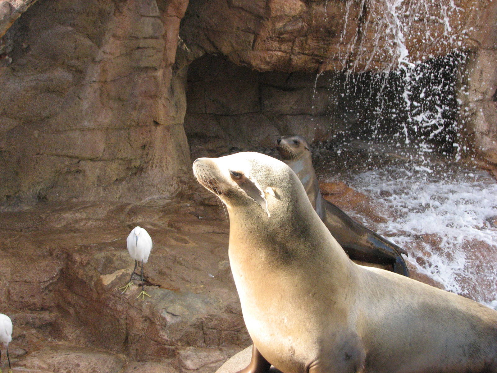 Pacific Point - California Sea Lion