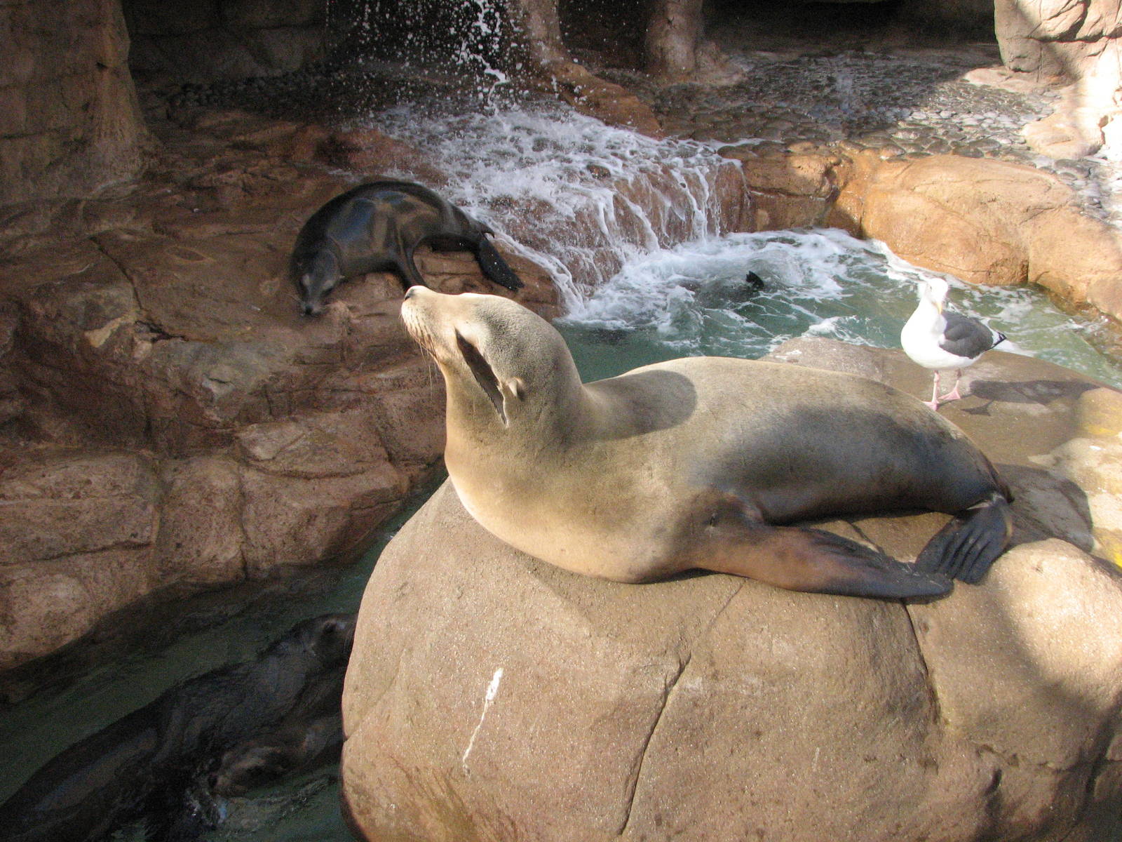 Pacific Point - California Sea Lion