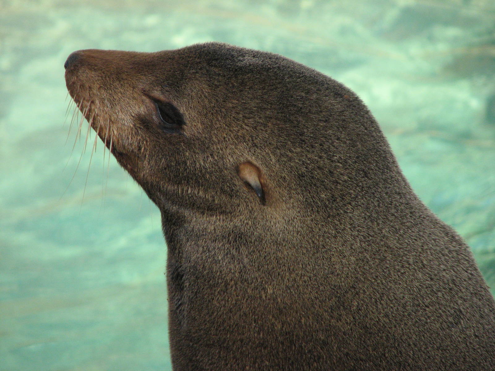 Pacific Point - Guadalupe Fur Seal