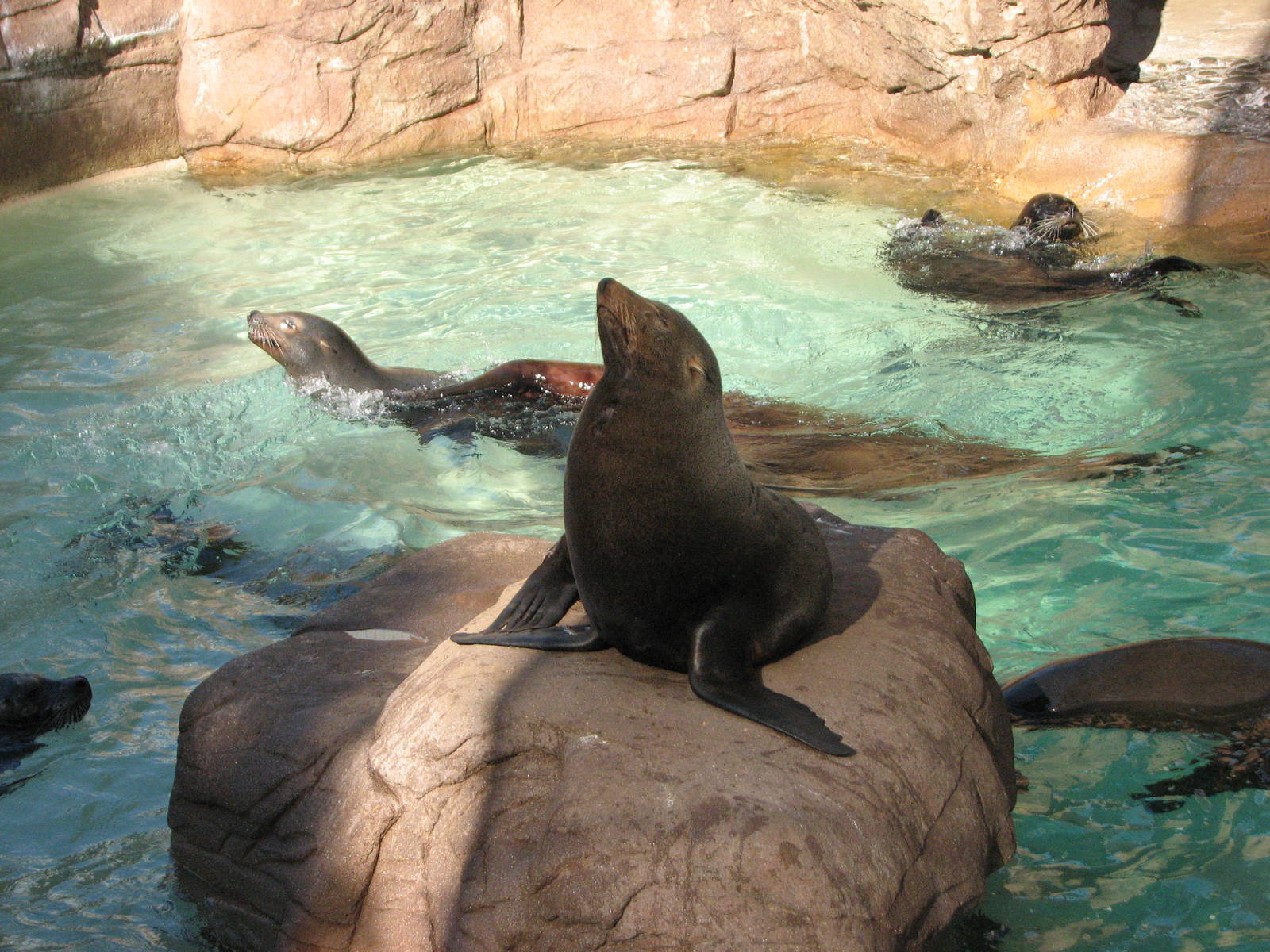 Pacific Point - Guadalupe Fur Seal