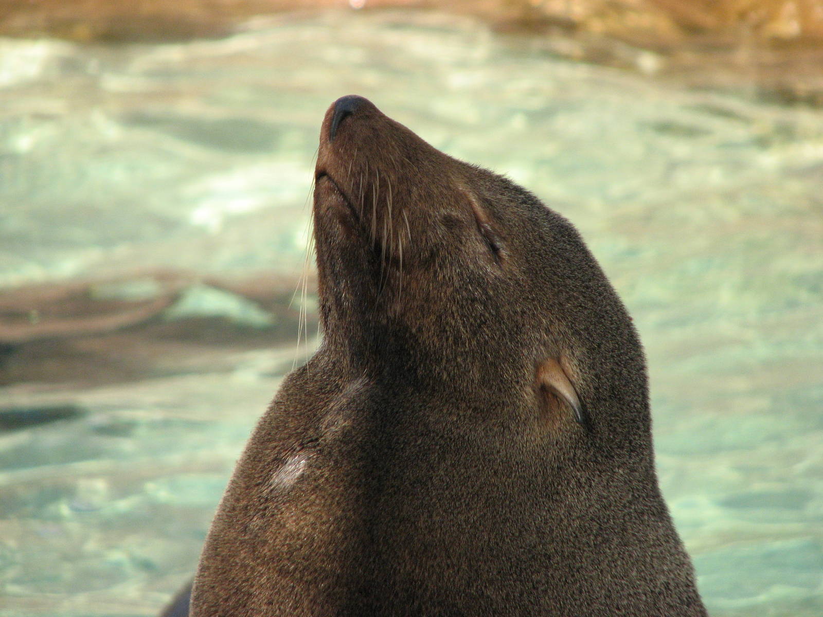 Pacific Point - Guadalupe Fur Seal