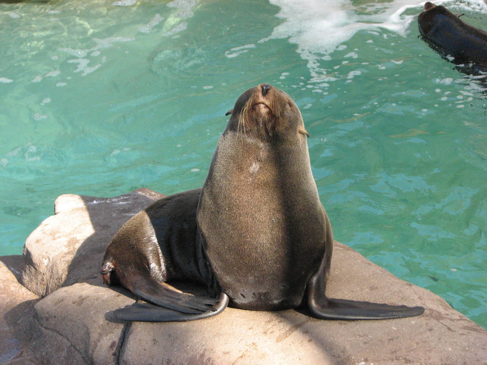 Pacific Point - Guadalupe Fur Seal