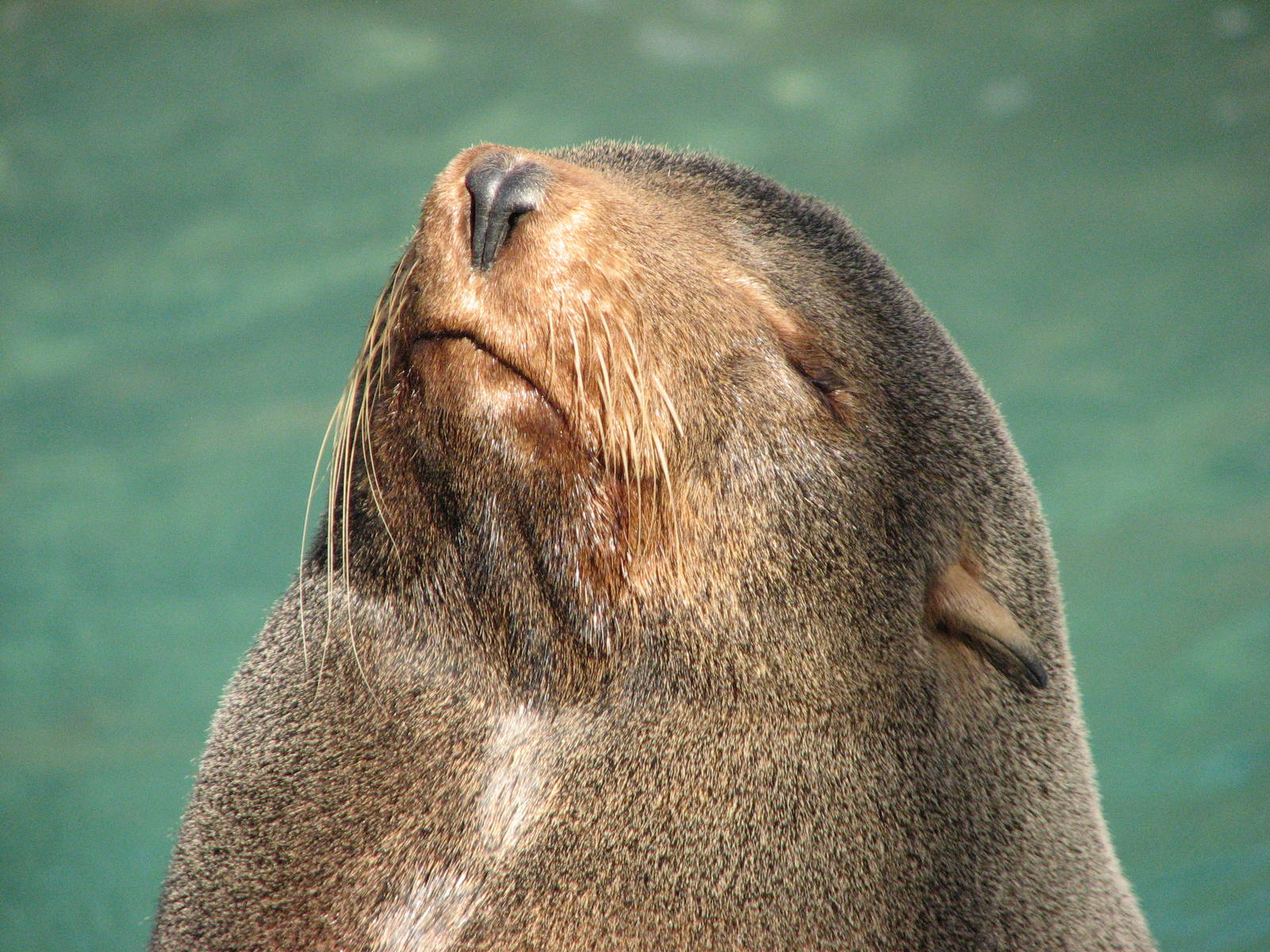 Pacific Point - Guadalupe Fur Seal