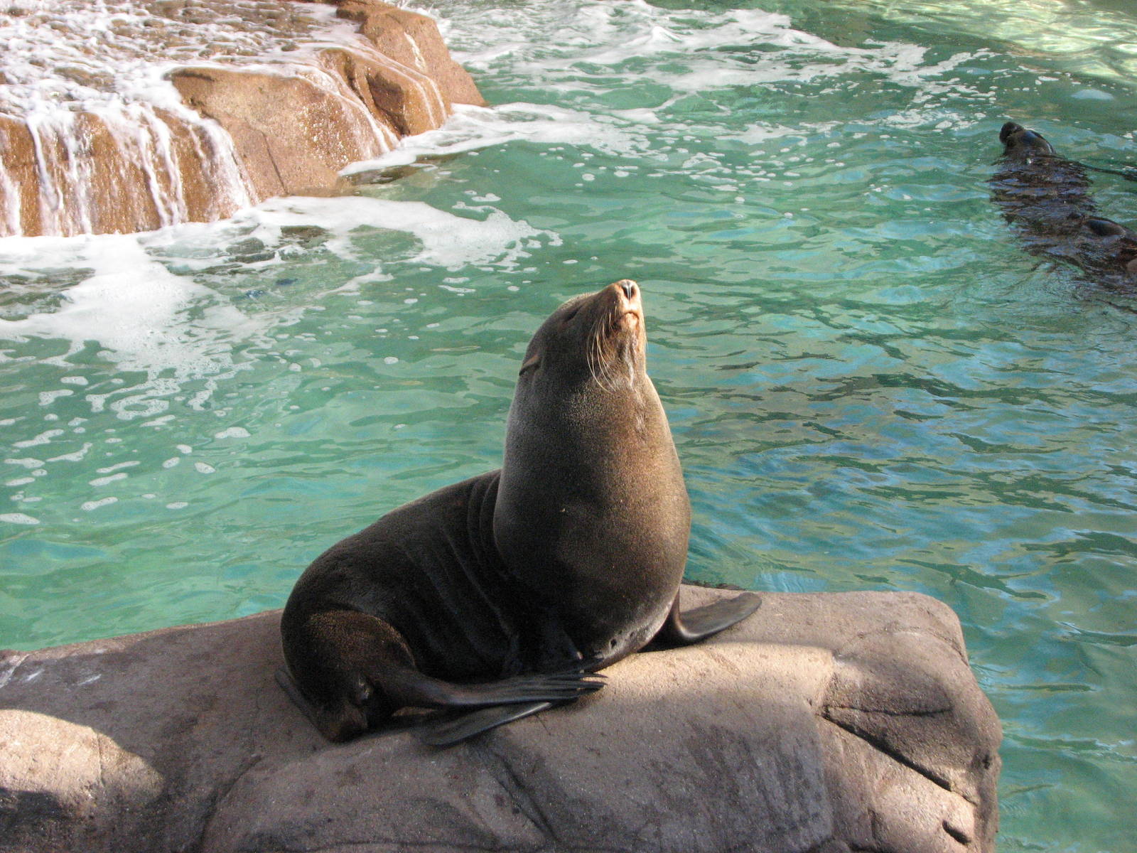 Pacific Point - Guadalupe Fur Seal