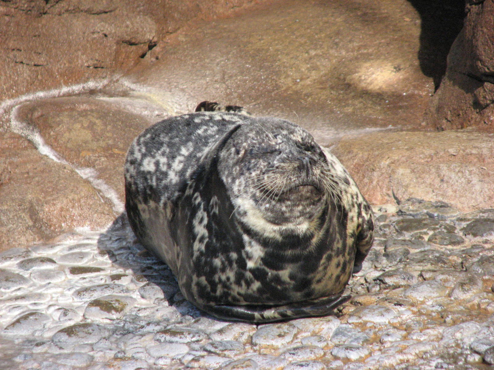 Pacific Point - Harbor Seal