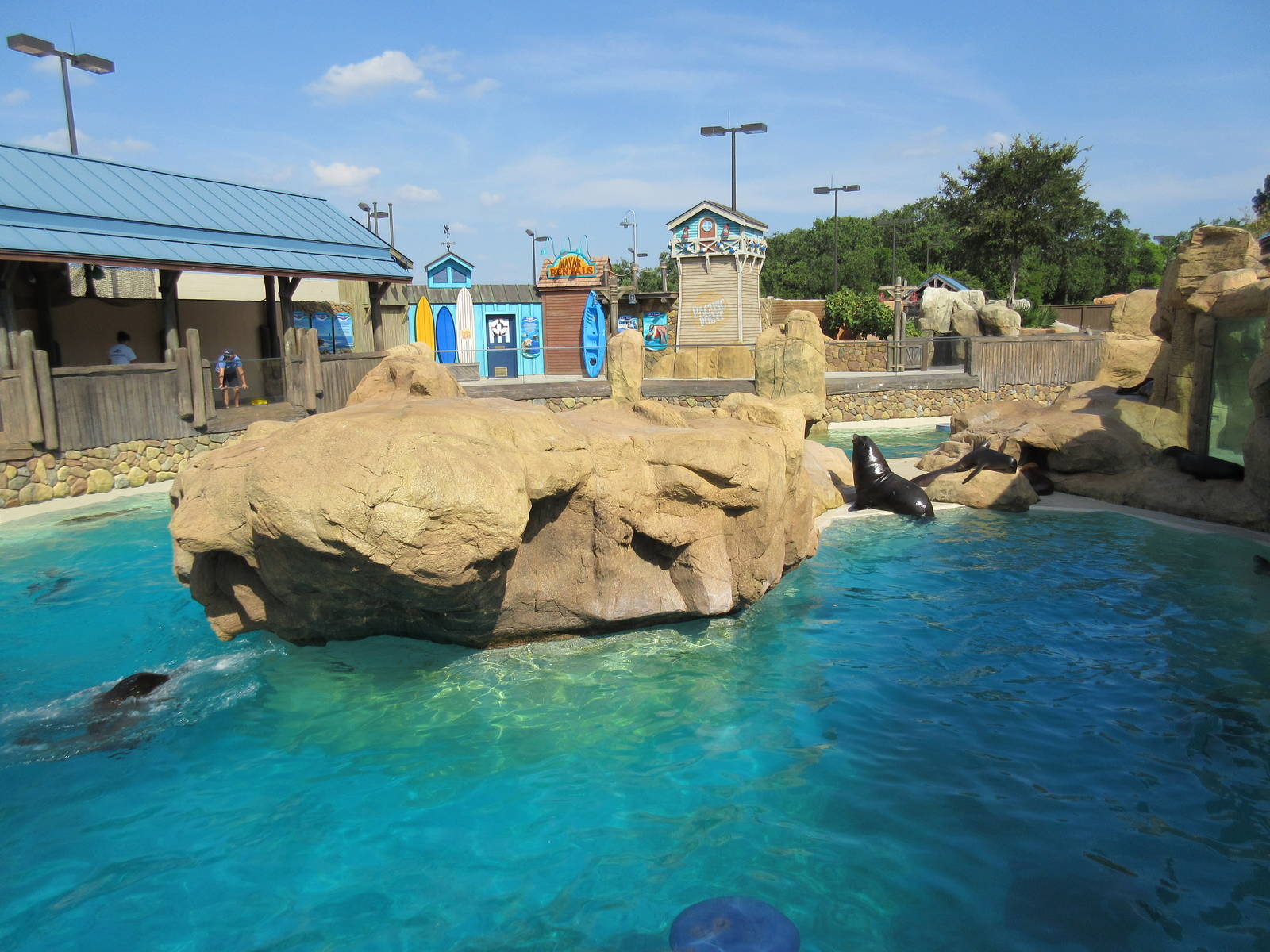 Pacific Point (New in 2015) - California Sea Lions + Harbor Seals