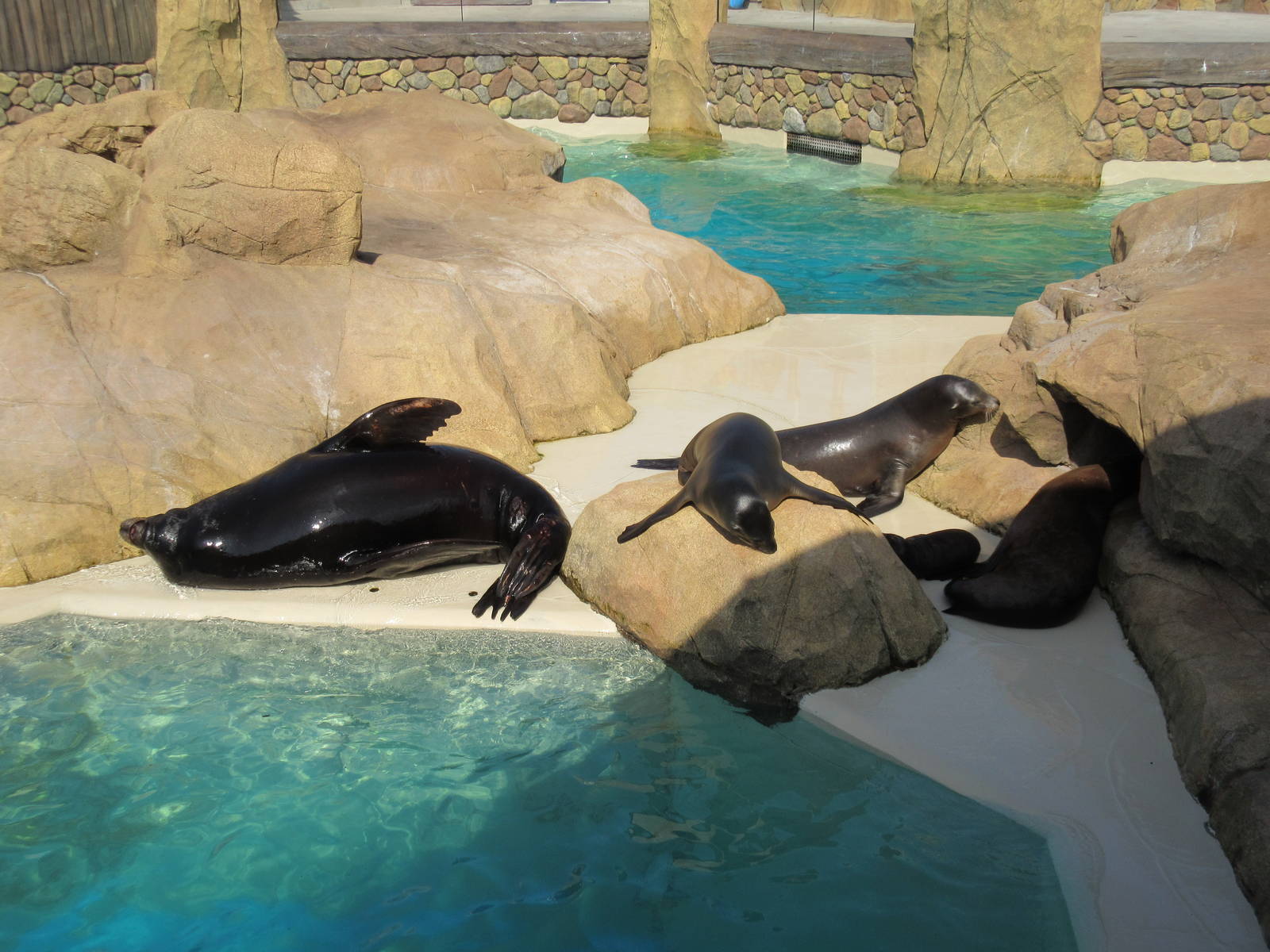 Pacific Point (New in 2015) - California Sea Lions + Harbor Seals
