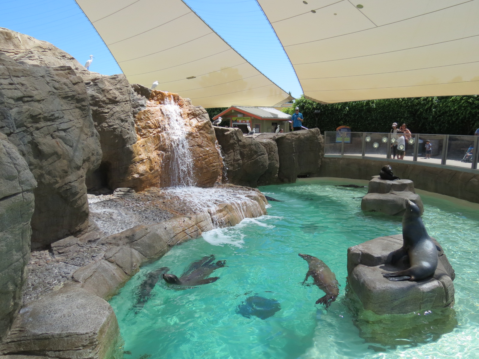 Pacific Point - Pinniped Exhibit 1