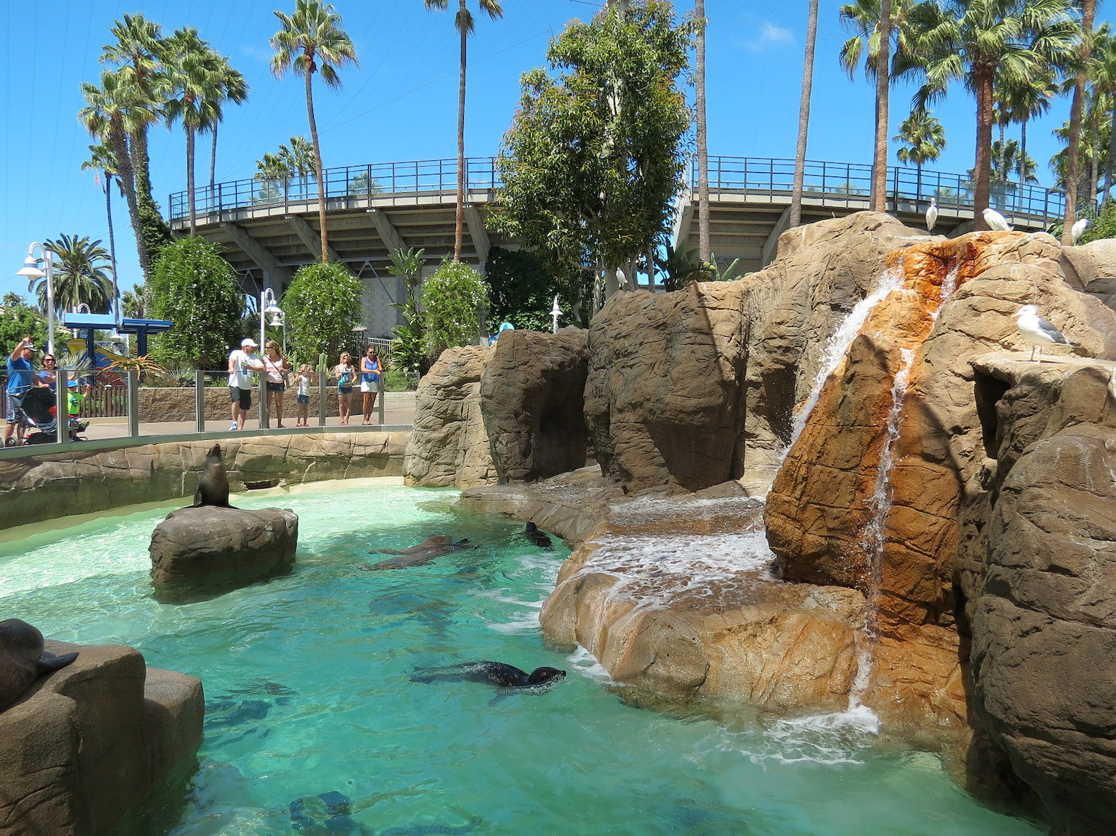 Pacific Point - Pinniped Exhibit 1