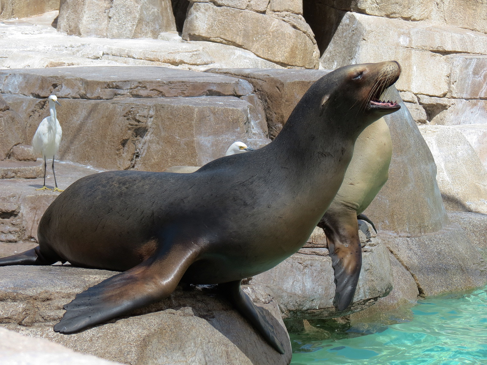 Pacific Point - Pinniped Exhibit 2 - California Sea Lion