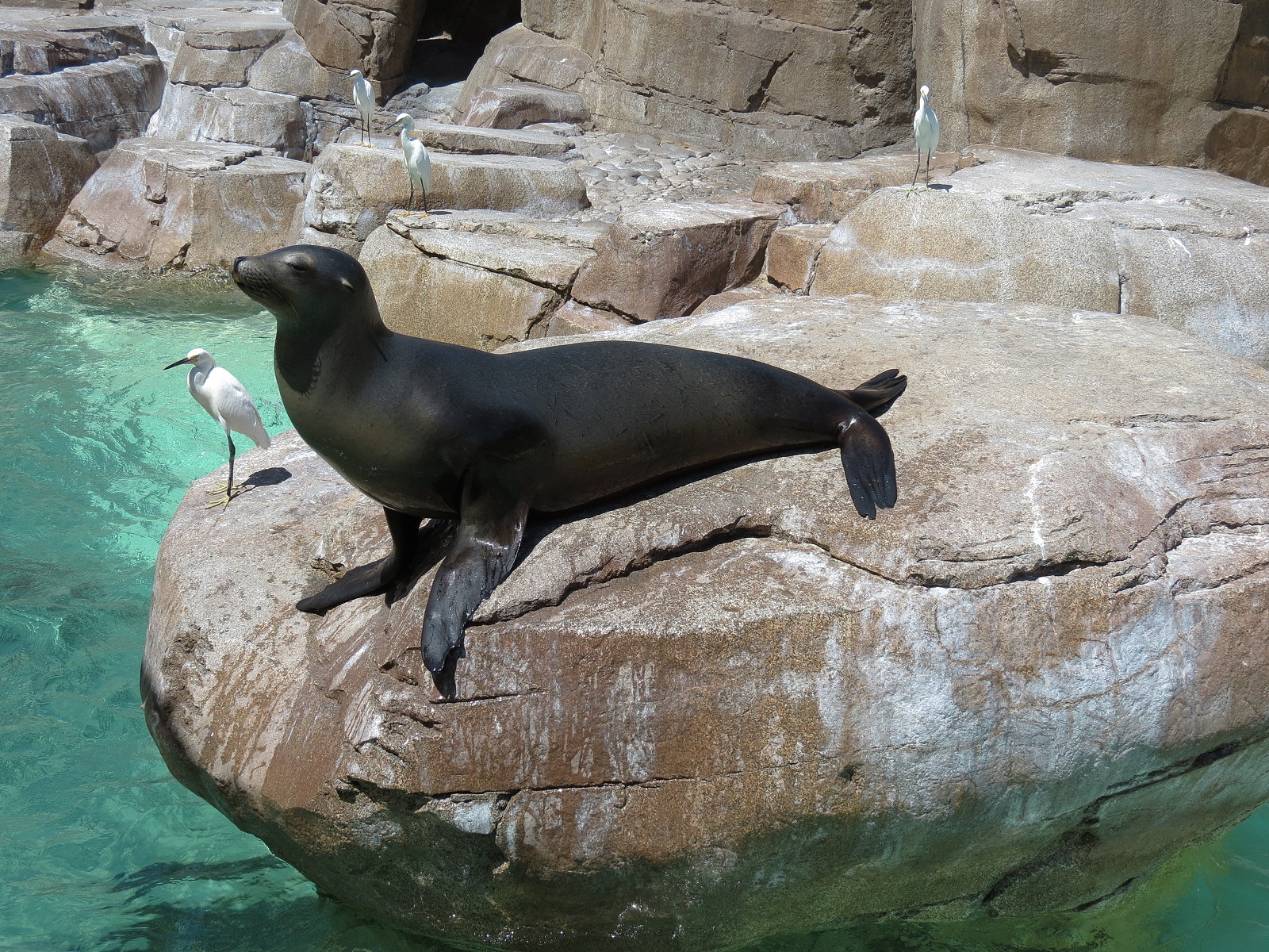 Pacific Point - Pinniped Exhibit 2 - California Sea Lion
