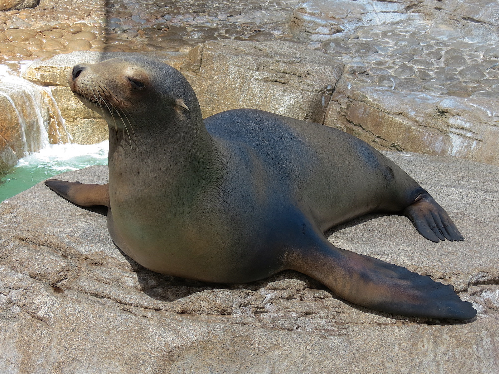 Pacific Point - Pinniped Exhibit 2 - California Sea Lion