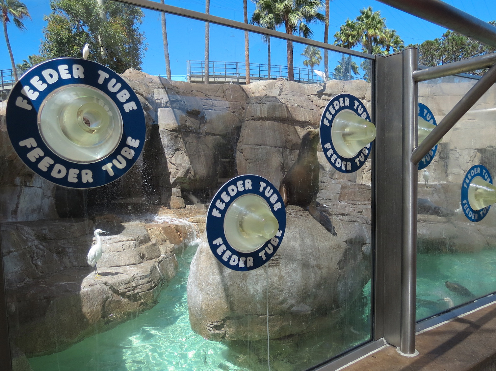 Pacific Point - Pinniped Exhibit 2