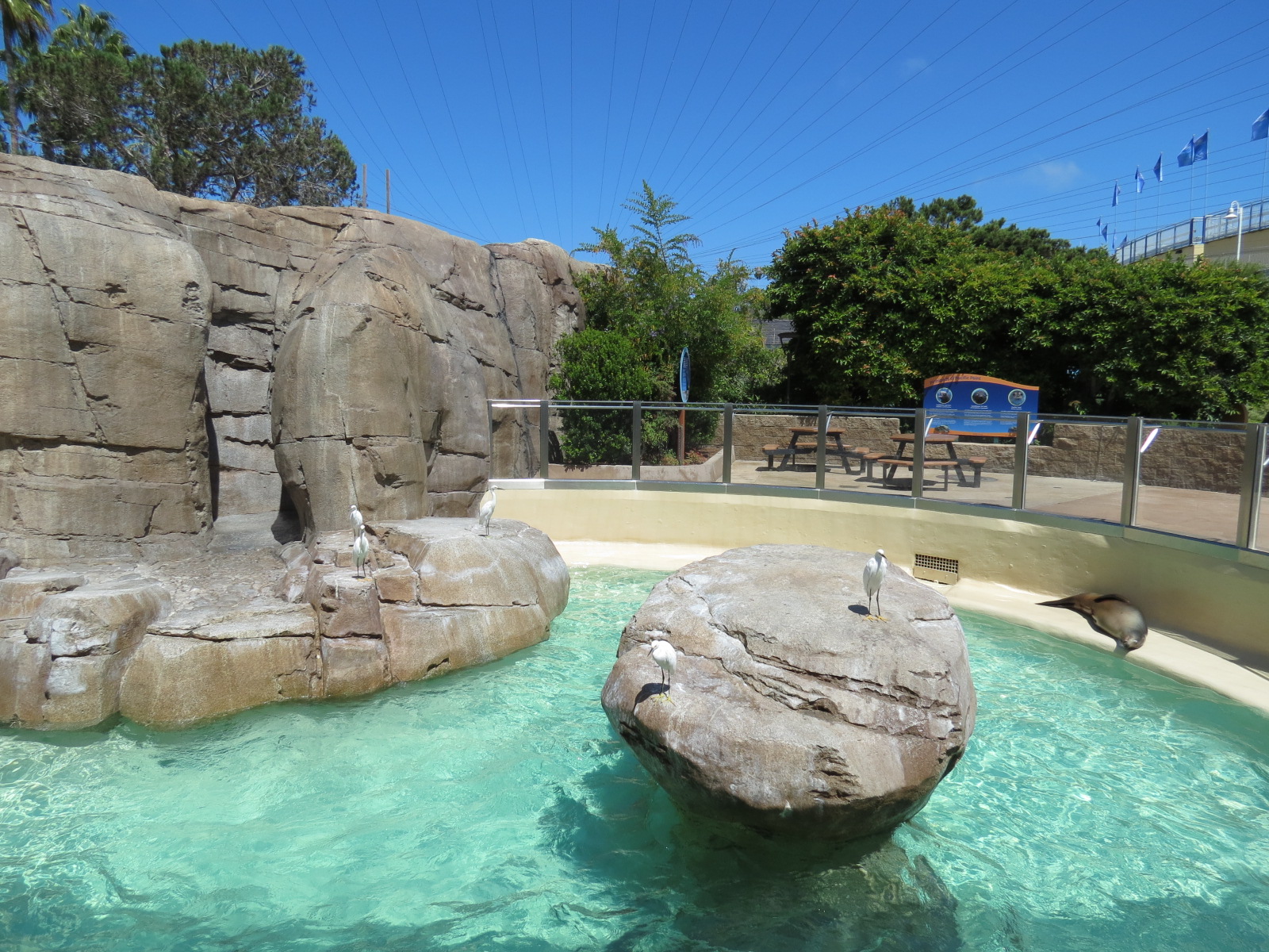 Pacific Point - Pinniped Exhibit 2