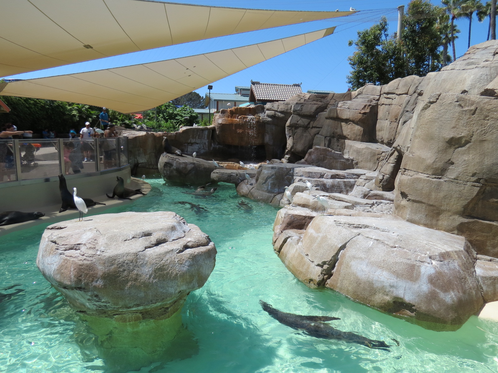 Pacific Point - Pinniped Exhibit 2