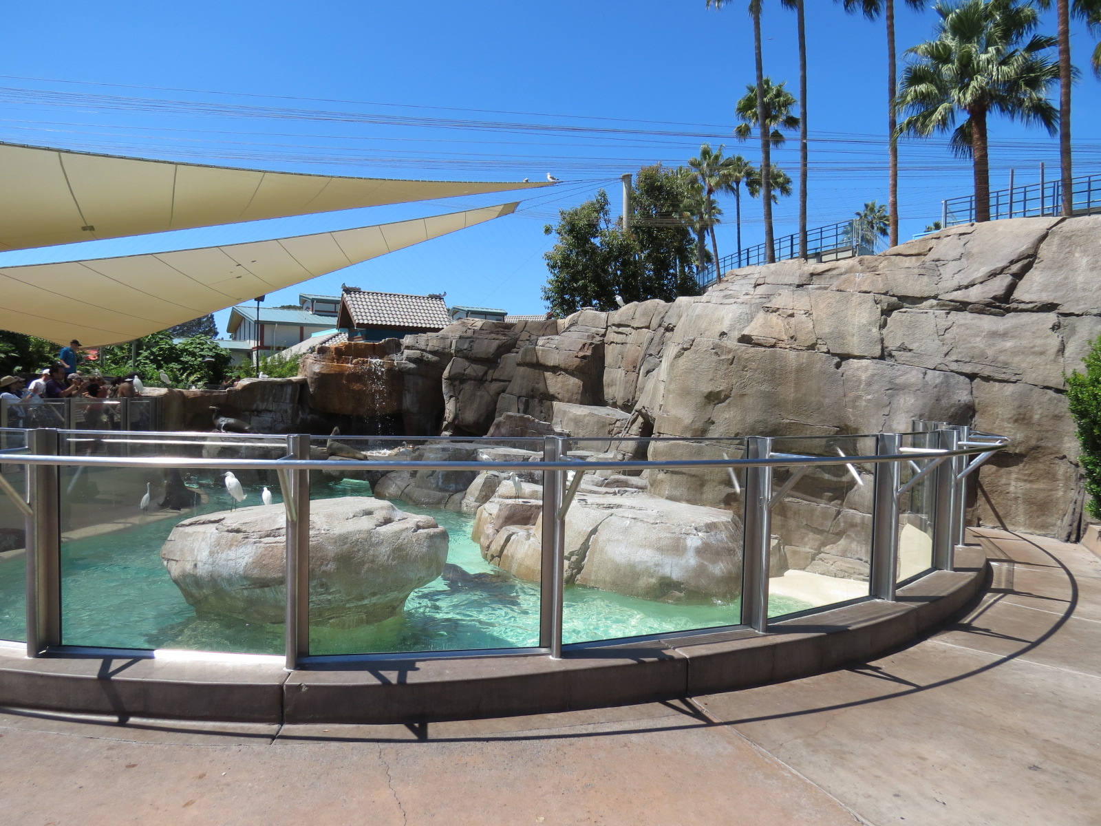 Pacific Point - Pinniped Exhibit 2