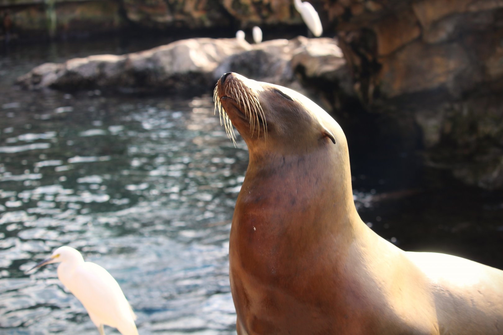 Pacific Point Preserve - California Sea Lion