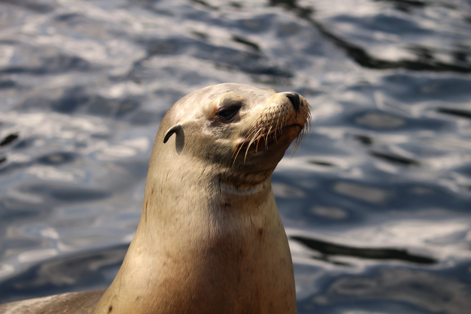 Pacific Point Preserve - California Sea Lion