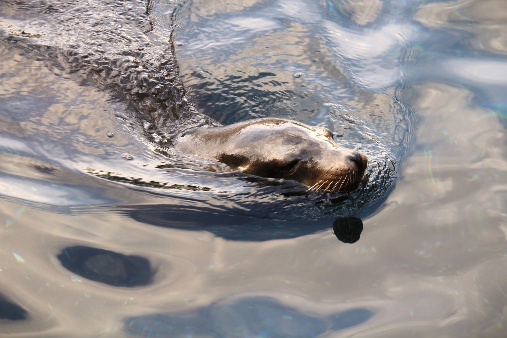 Pacific Point Preserve - California Sea Lion