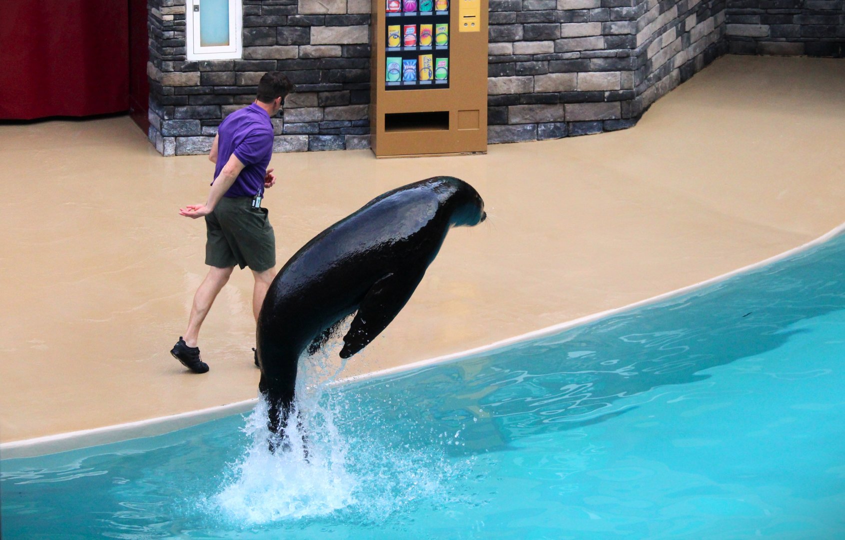 Pacific Point Preserve - California Sea Lion