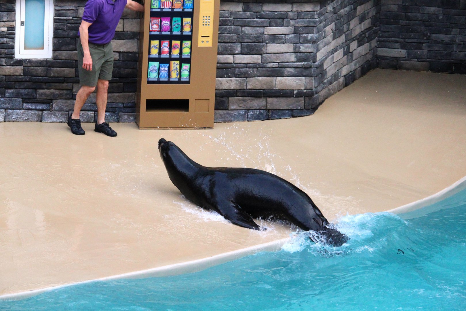 Pacific Point Preserve - California Sea Lion