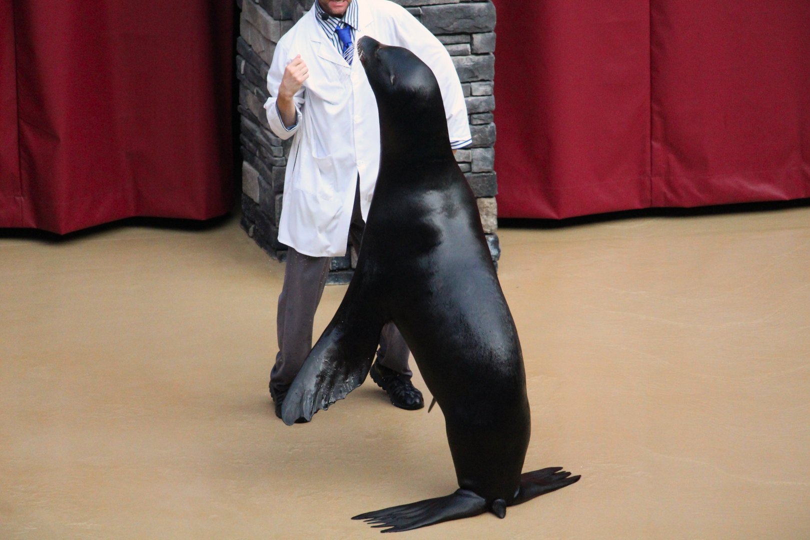 Pacific Point Preserve - California Sea Lion