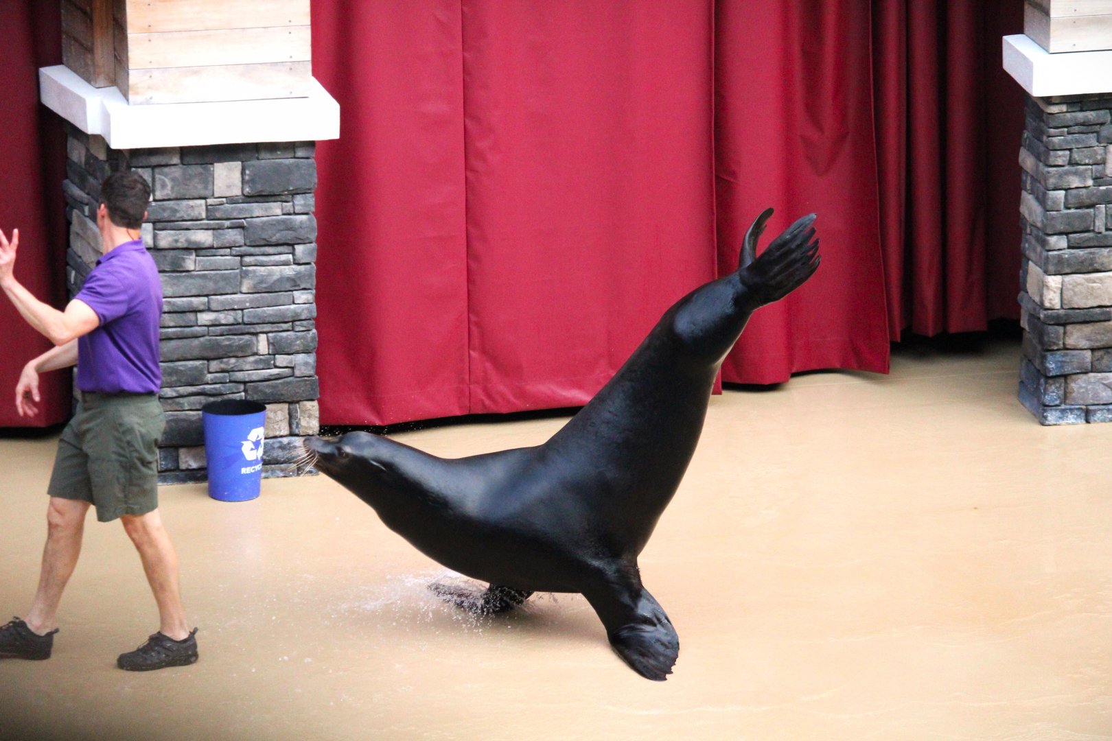 Pacific Point Preserve - California Sea Lion