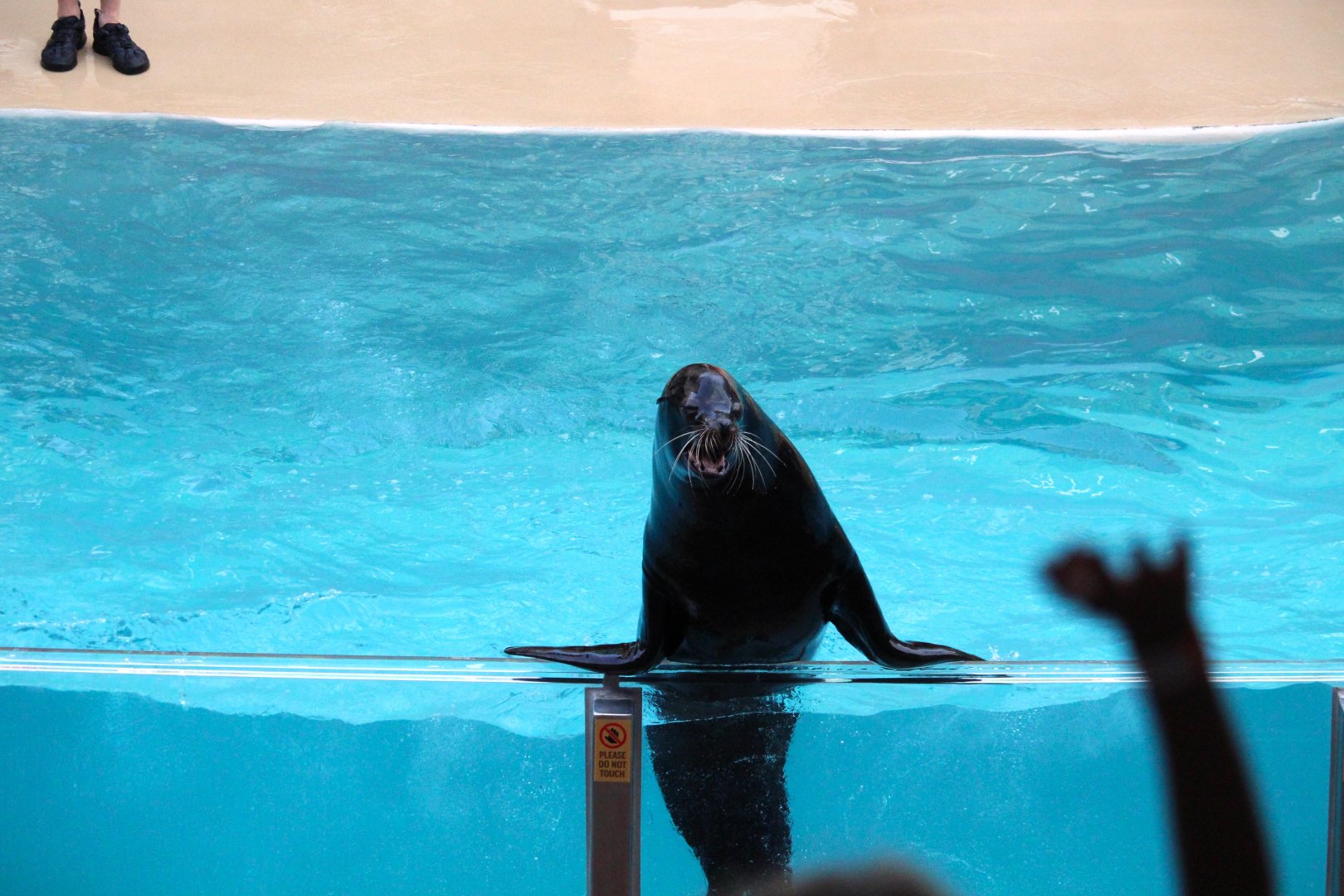Pacific Point Preserve - California Sea Lion