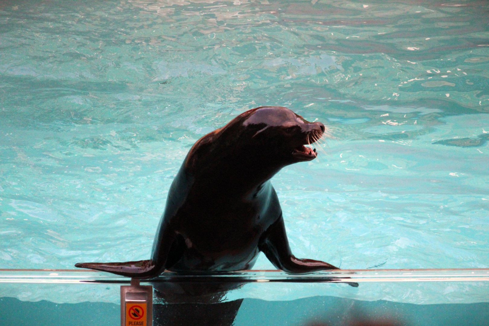 Pacific Point Preserve - California Sea Lion