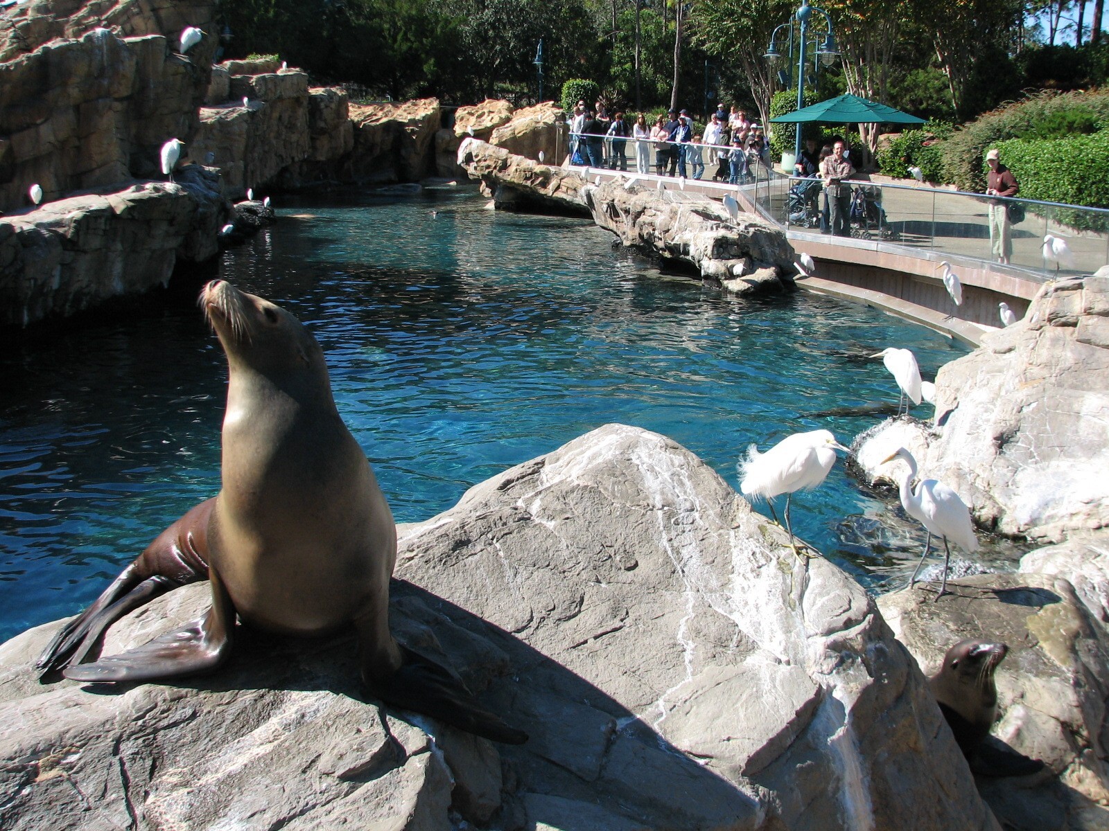 Pacific Point Preserve - California Sea Lion