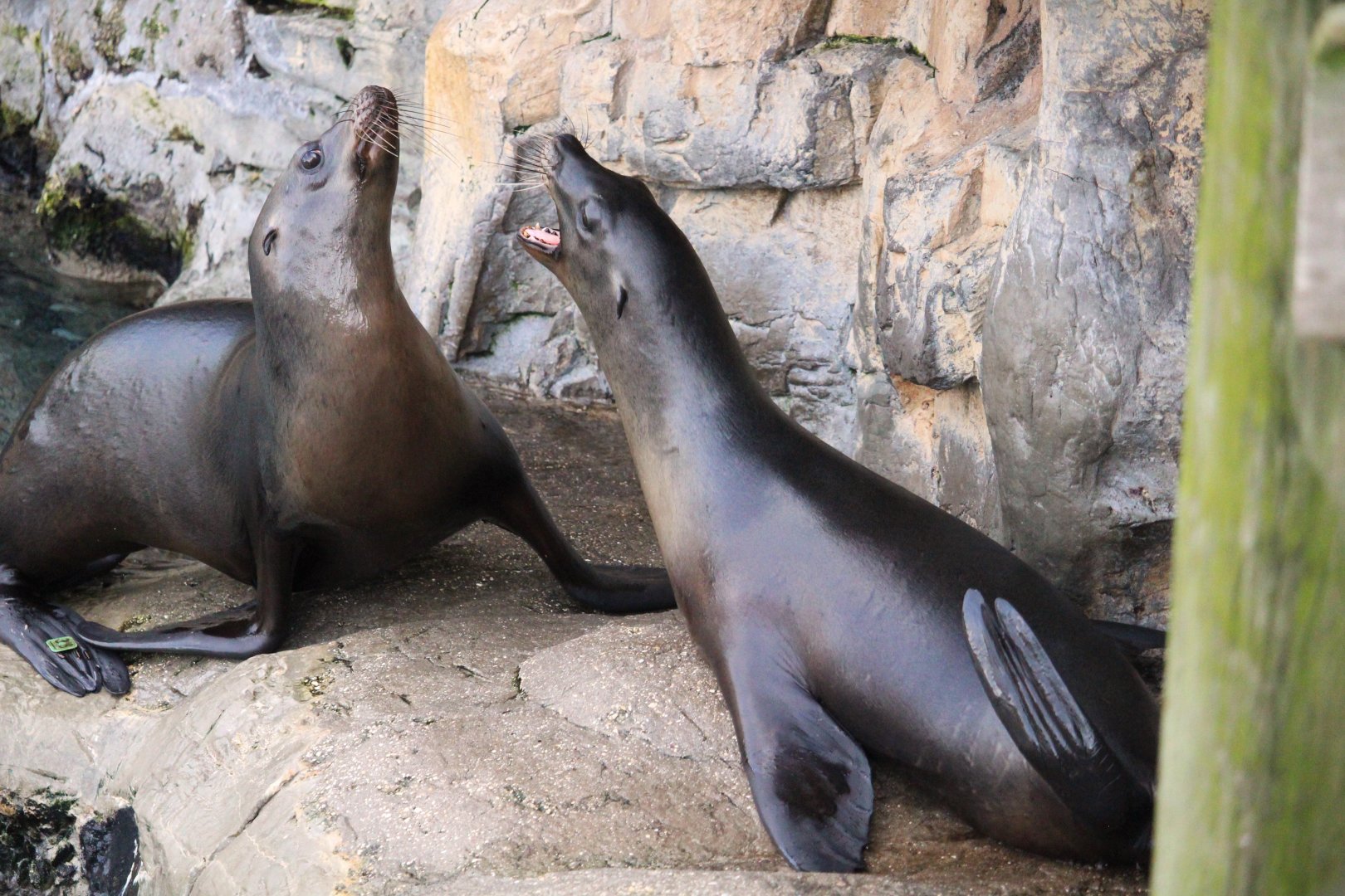 Pacific Point Preserve - California Sea Lions