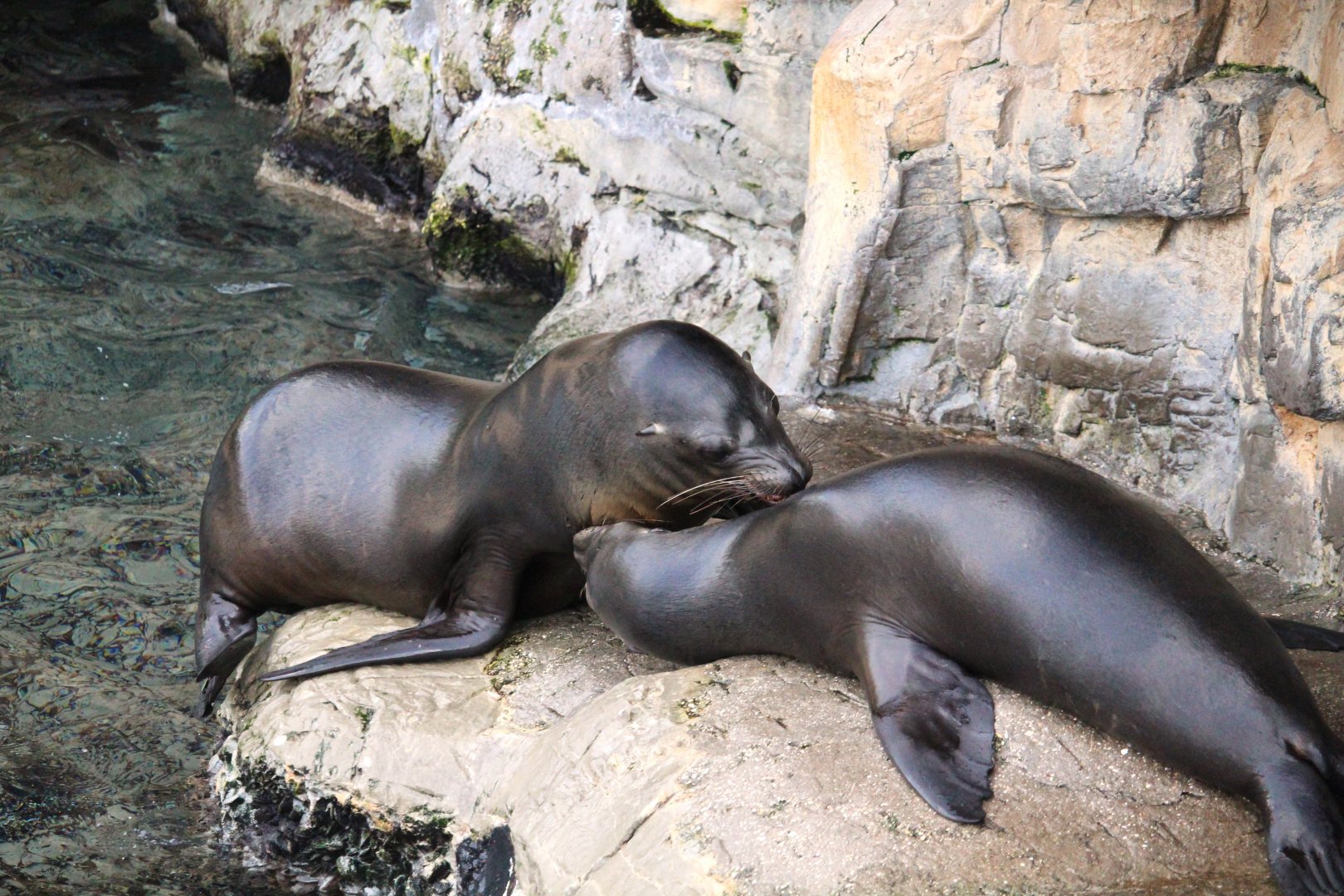 Pacific Point Preserve - California Sea Lions