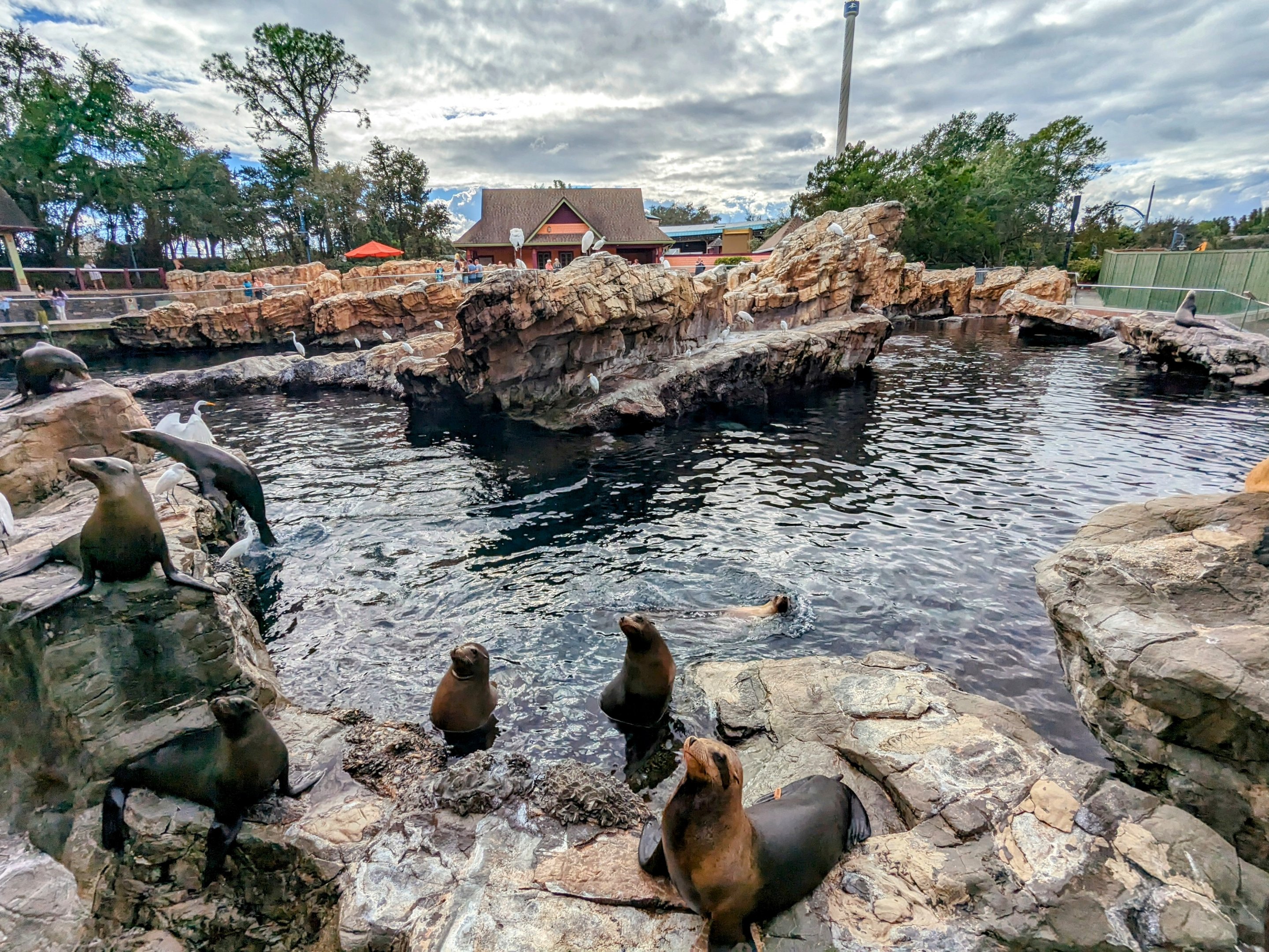 Pacific Point Preserve - California sealions