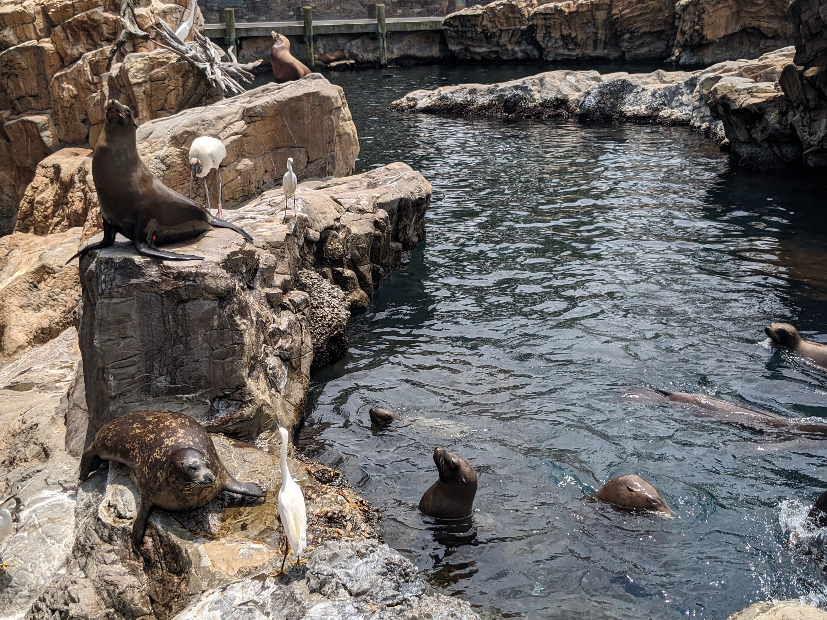 Pacific Point Preserve - Harbor seal and California sealions