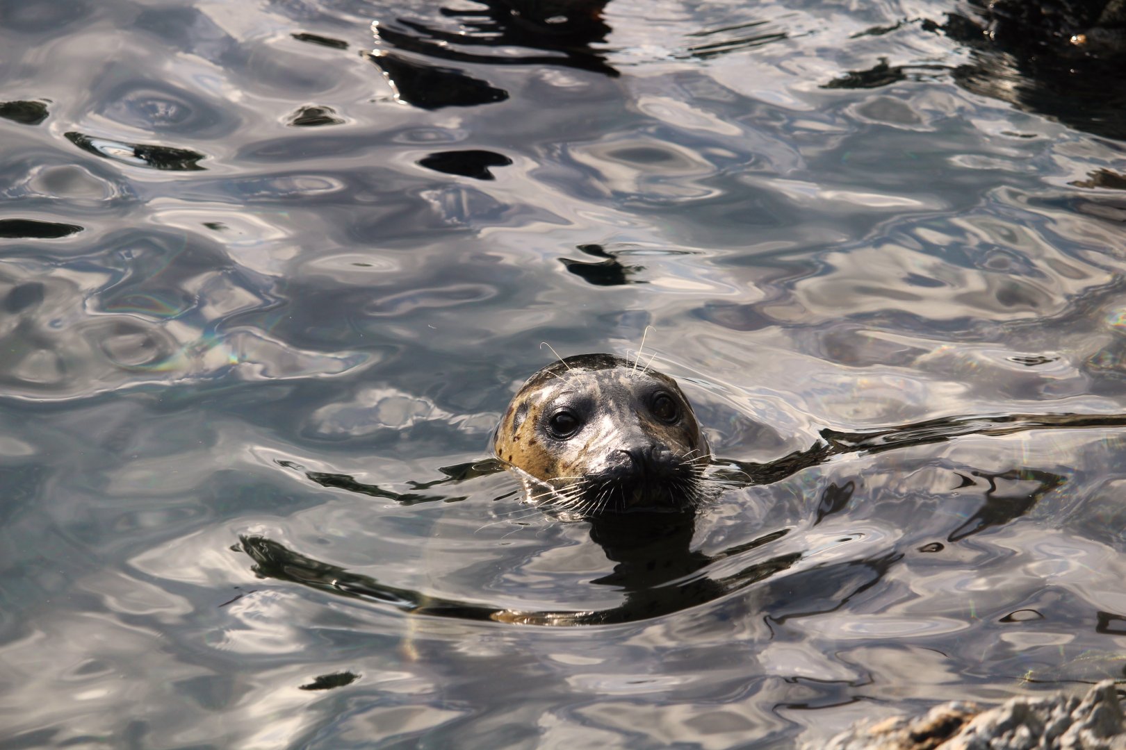 Pacific Point Preserve - Harbor Seal