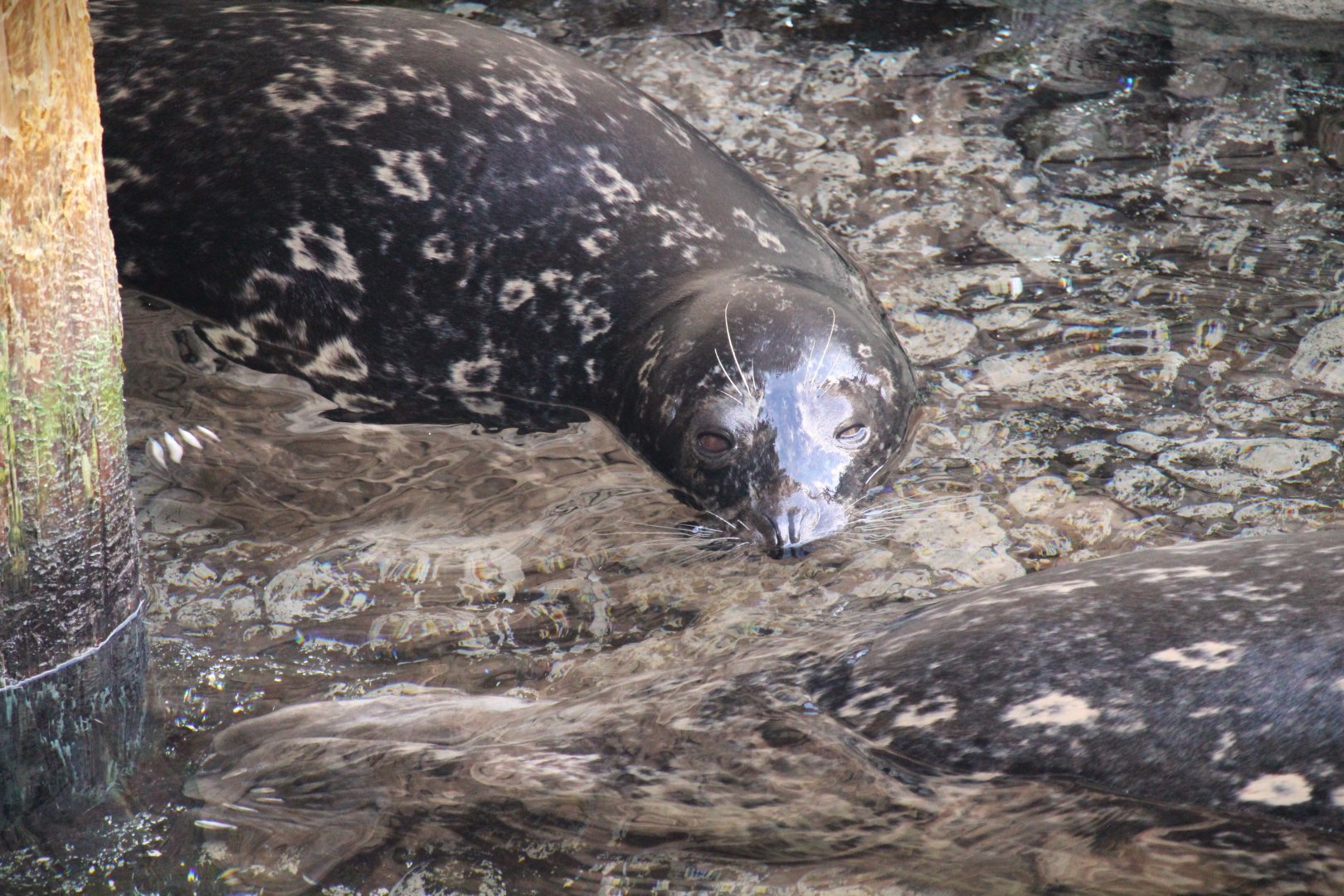 Pacific Point Preserve - Harbor Seal
