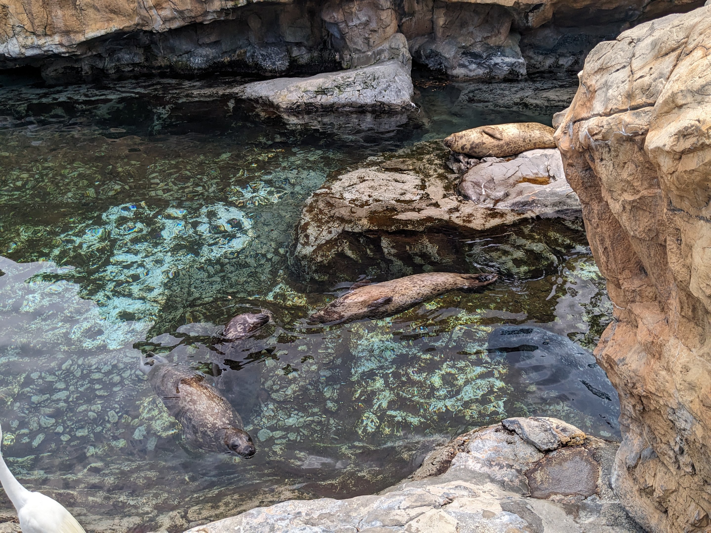 Pacific Point Preserve - Harbor seals