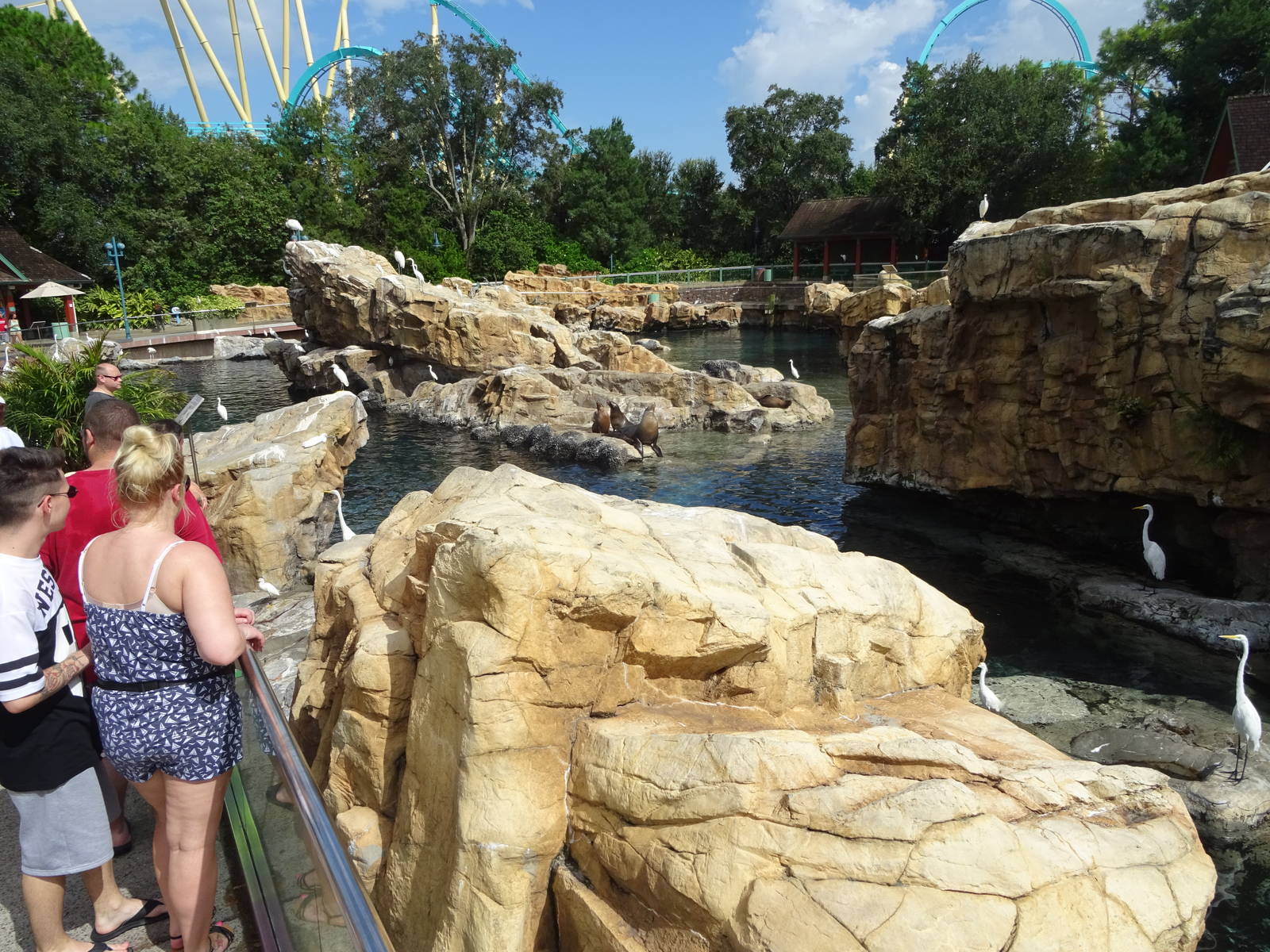 Pacific Point Preserve - Mixed Pinniped Exhibit at SeaWorld Orlando
