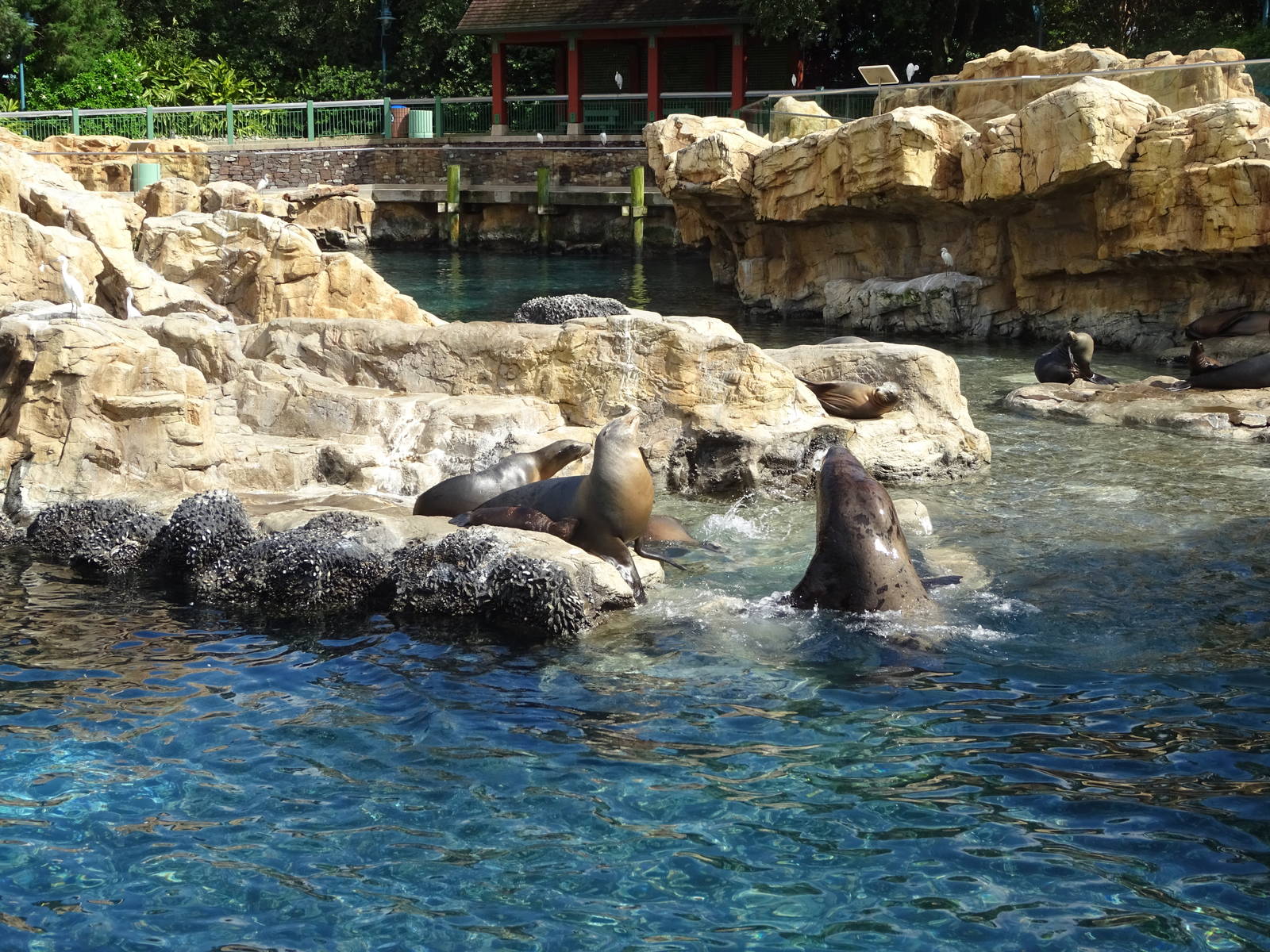 Pacific Point Preserve - Mixed Pinniped Exhibit at SeaWorld Orlando