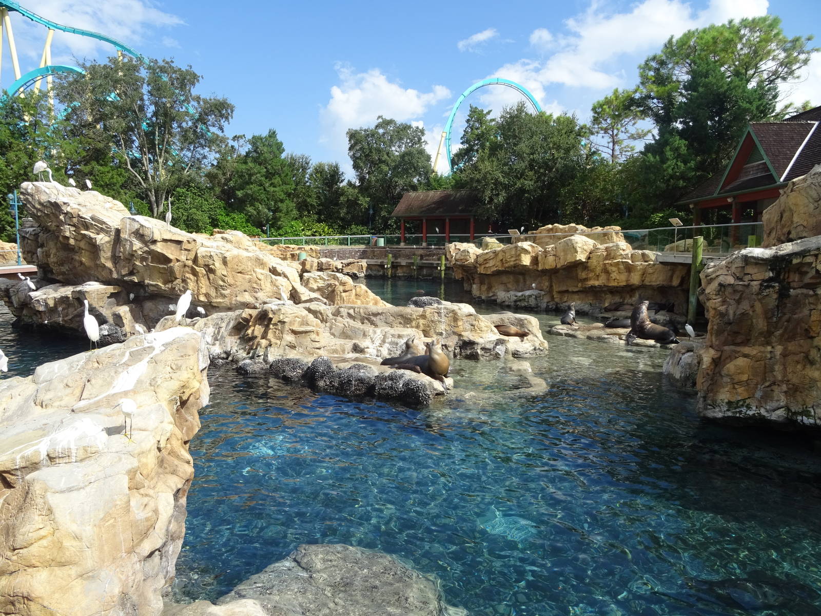 Pacific Point Preserve - Mixed Pinniped Exhibit at SeaWorld Orlando