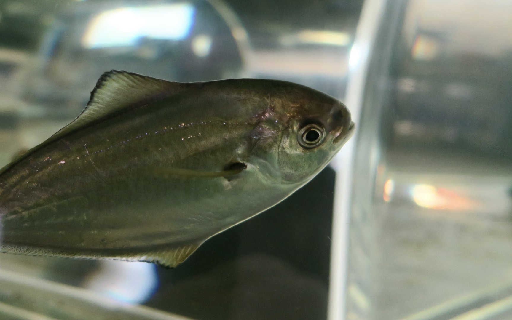 Pacific Pompano (Peprilus simillimus)